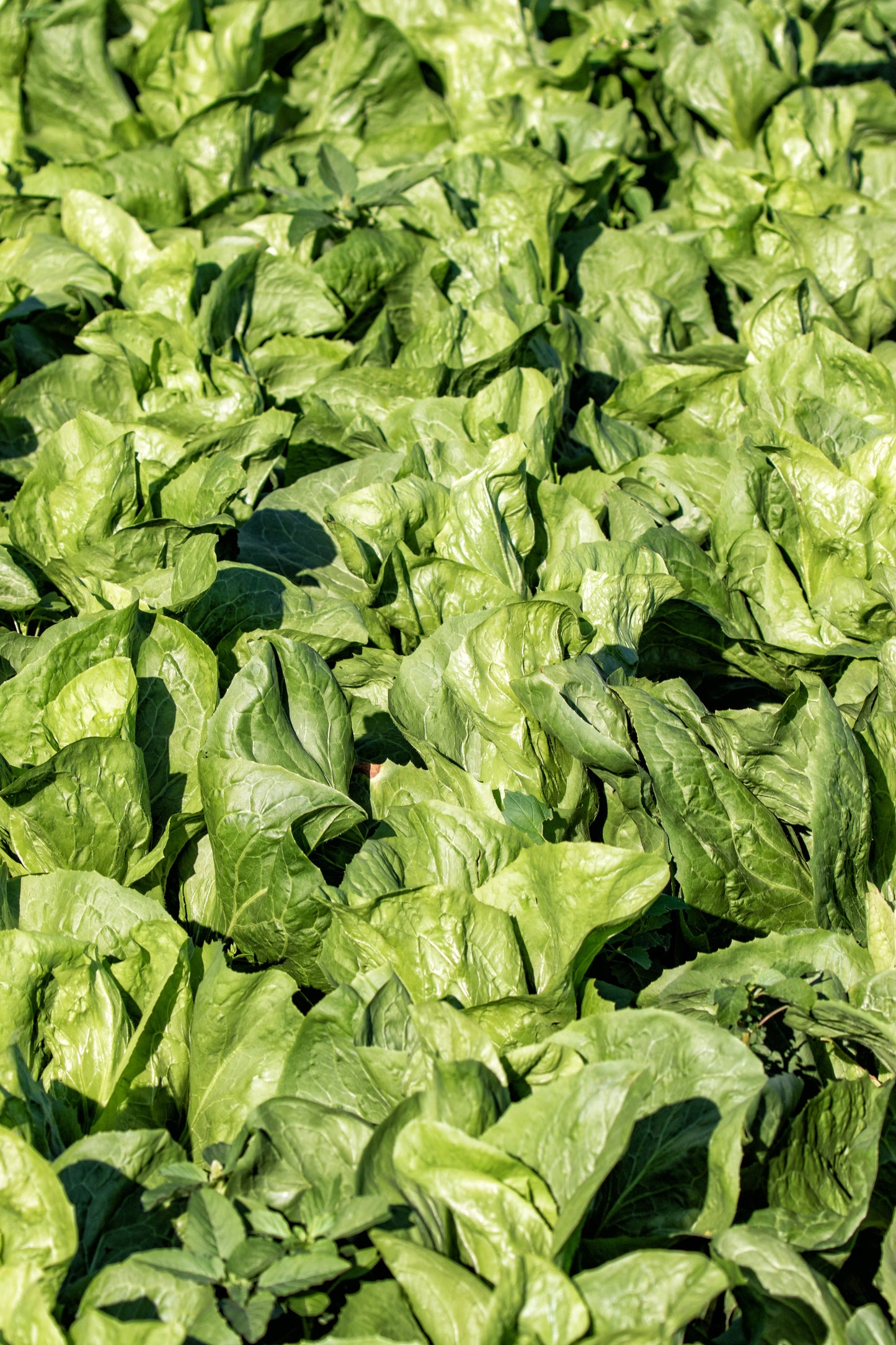 250 SUGAR LOAF ENDIVE Radicchio Escarole Cichorium Intybus Green Vegetable Seeds