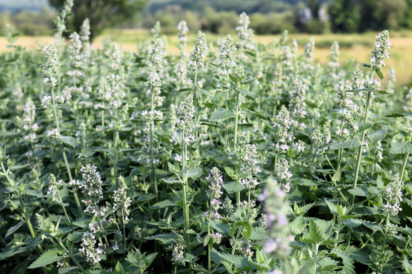 200 Lemon LEMONY CATNIP Nepeta Cataria Citriodora Herb Flower Seeds