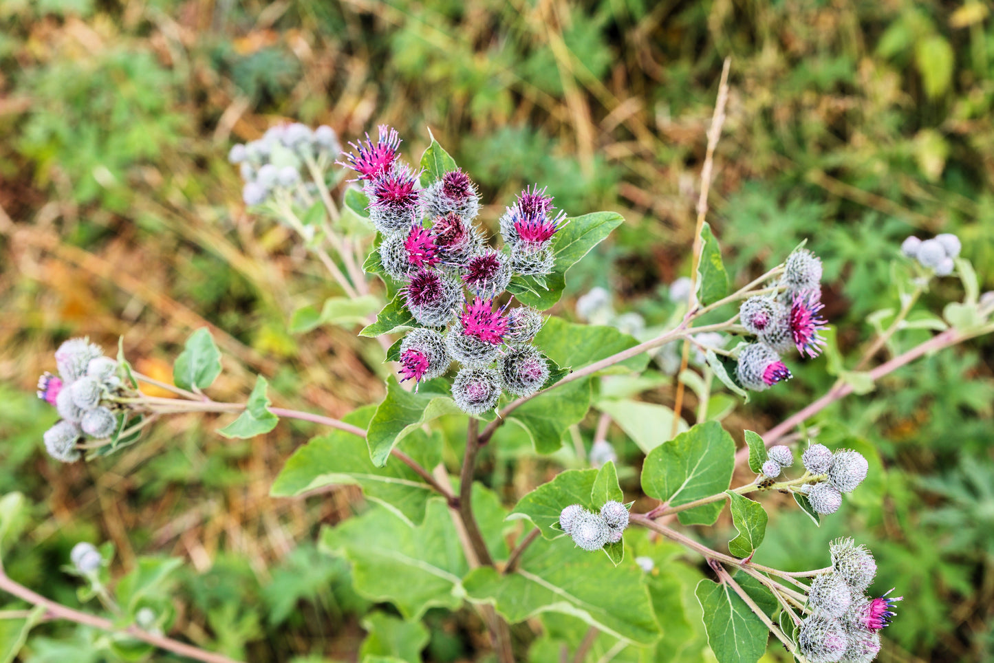 200 Great BURDOCK Arctium Lappa (Edible Burdock / Cockle-Button / Beggar's Buttons) HERB Flower Seeds