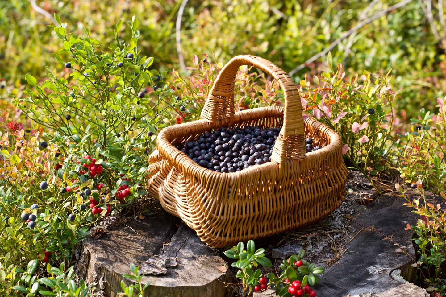 20 Common BILBERRY Fruit Shrub European Blueberry Vaccinium Myrtillus Seeds