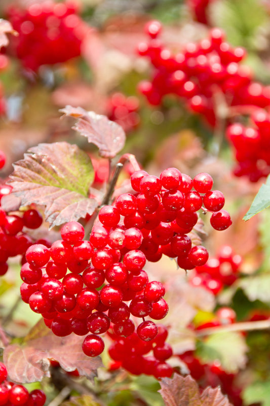 20 AMERICAN HIGHBUSH CRANBERRY Viburnum Trilobum Red Fruit White Flower Shrub Seeds