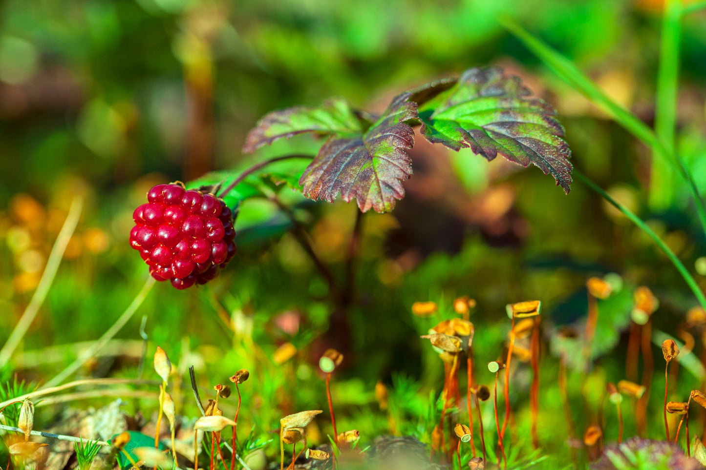10 ARCTIC RASPBERRY Nagoonberry Rubus Arcticus Red Berry Fruit Bramble Seeds