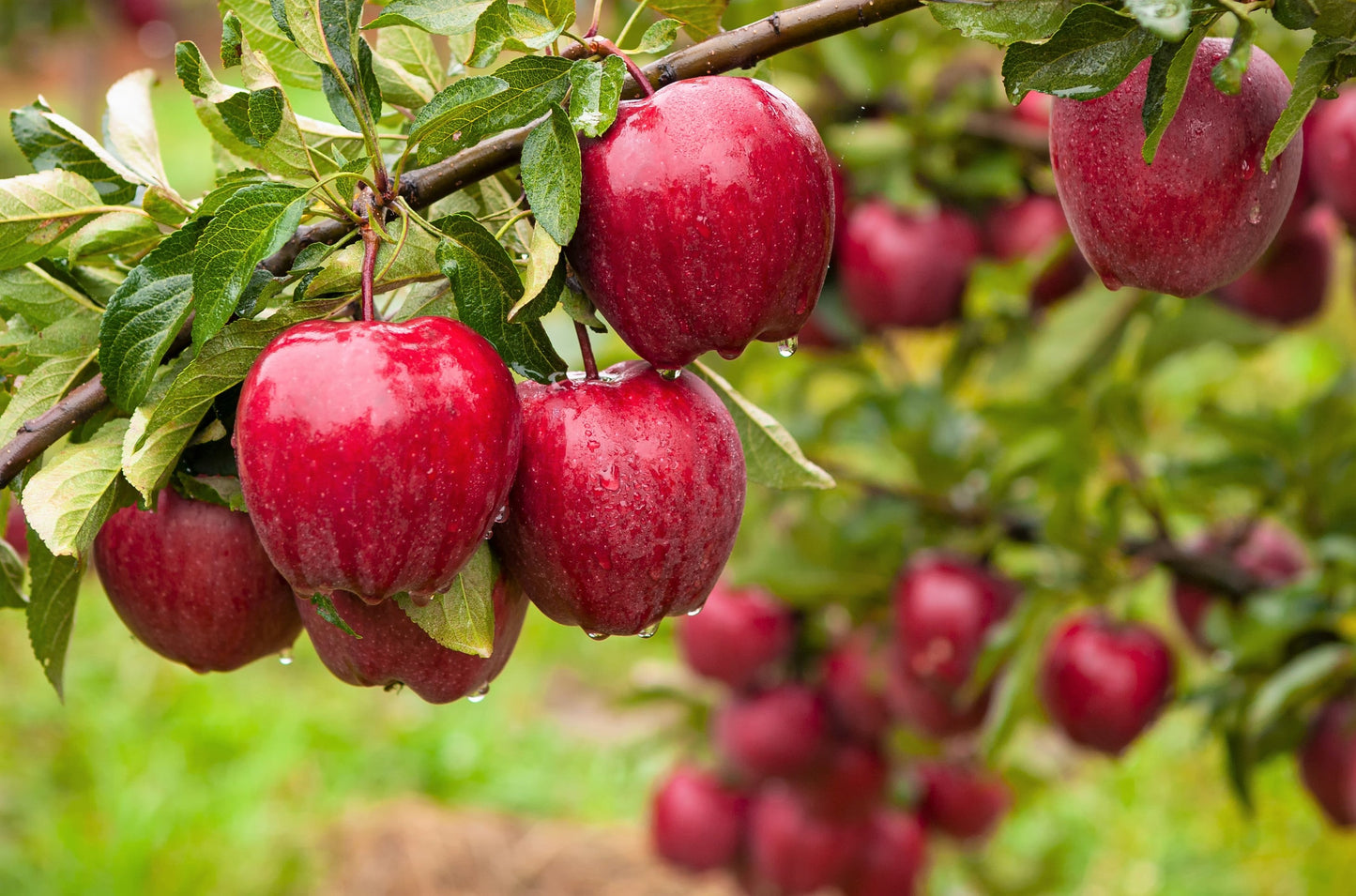 25 PARADISE APPLE Red Delicious Common Malus Pumila Domestica Fruit Tree Seeds
