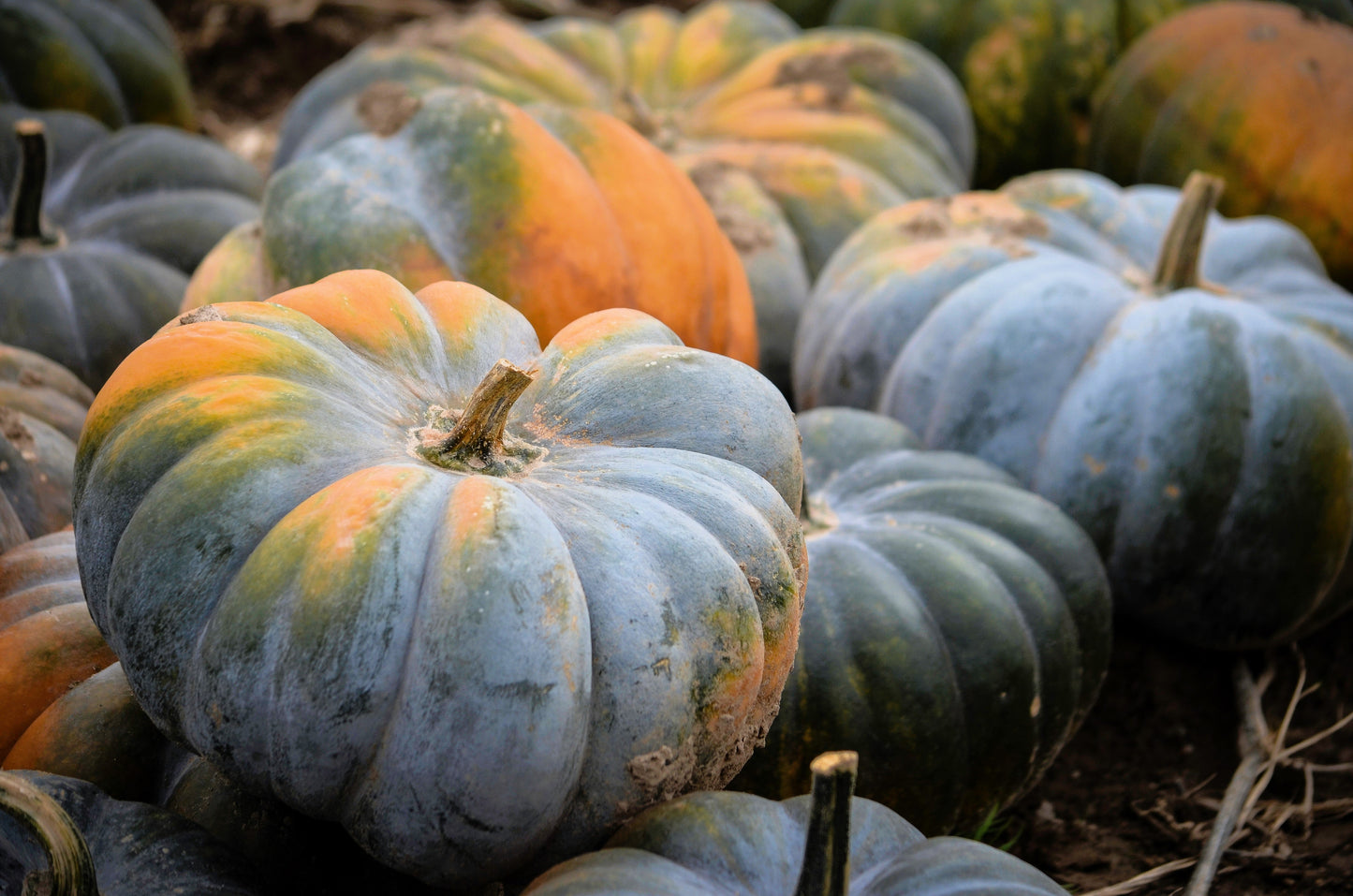 15 JARRAHDALE GREEN PUMPKIN Jarradale Blue Grey Cucurbita Maxima Vegetable Seeds