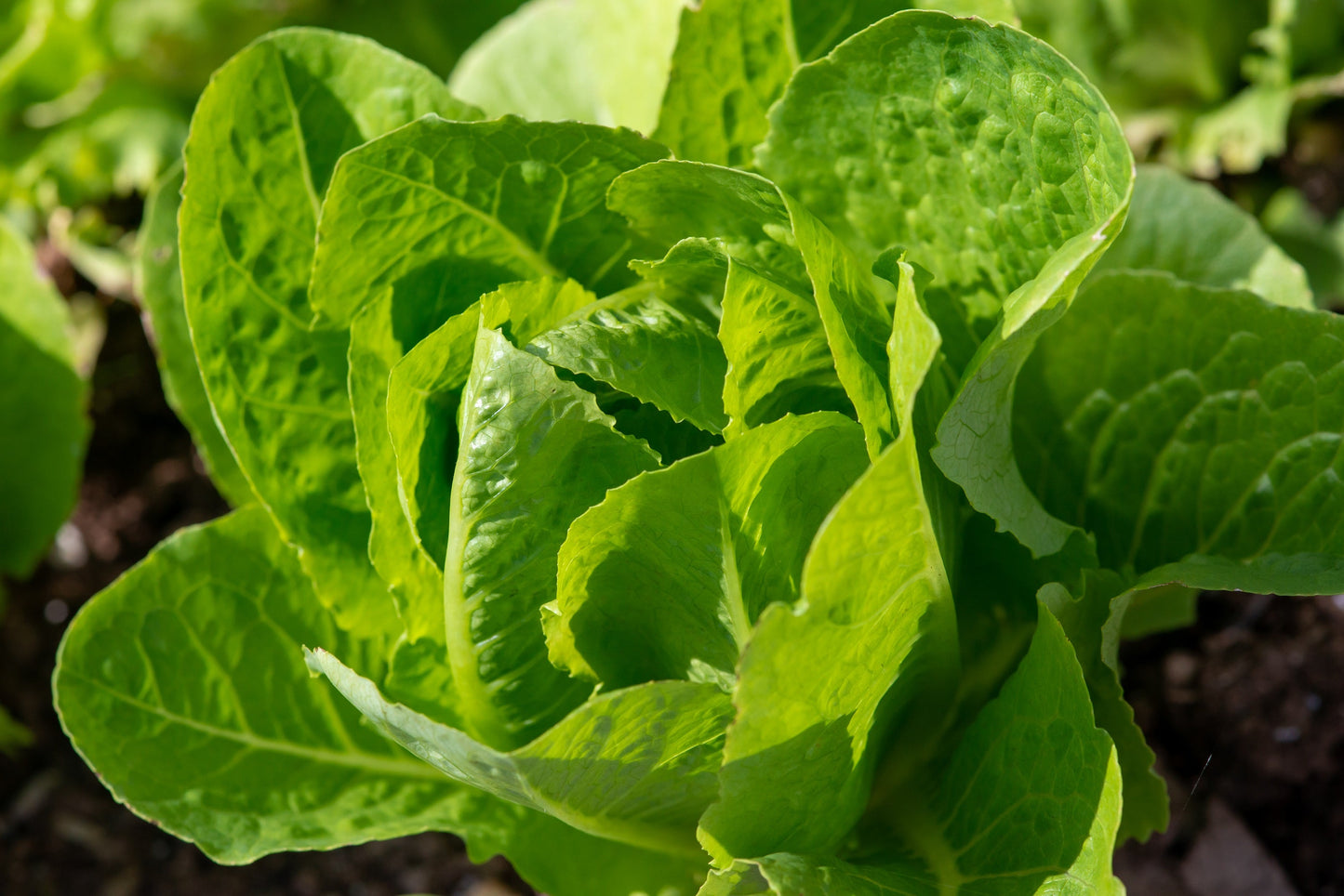 3000 PARRIS ISLAND Romaine LETTUCE Lactuca Sativa Vegetable Seeds