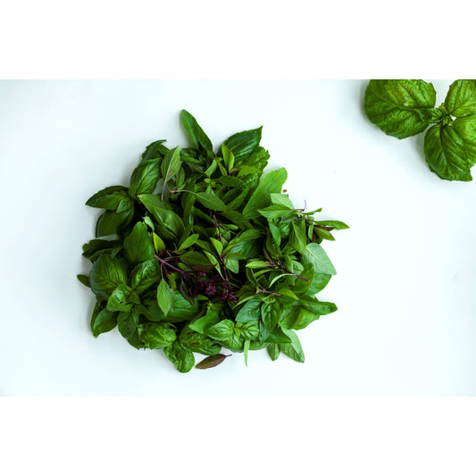 250 SIAM QUEEN Thai BASIL Ocimum Thyrsiflora Herb Flower Seeds