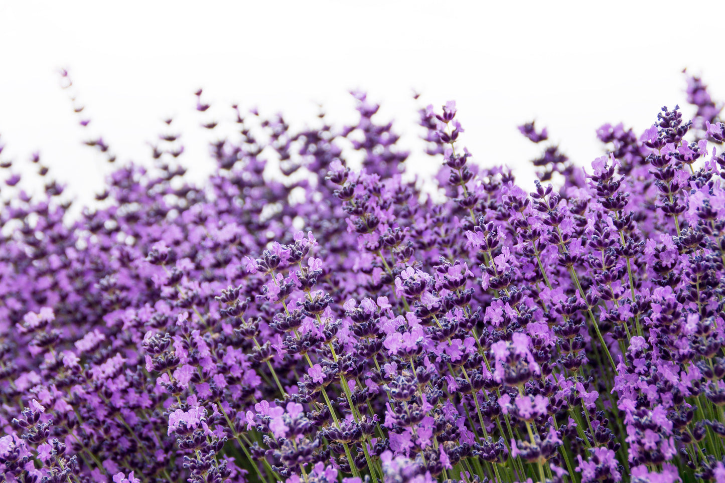 500 True ENGLISH LAVENDER VERA Lavandula Angustifolia Vera Herb Purple Flower Seeds