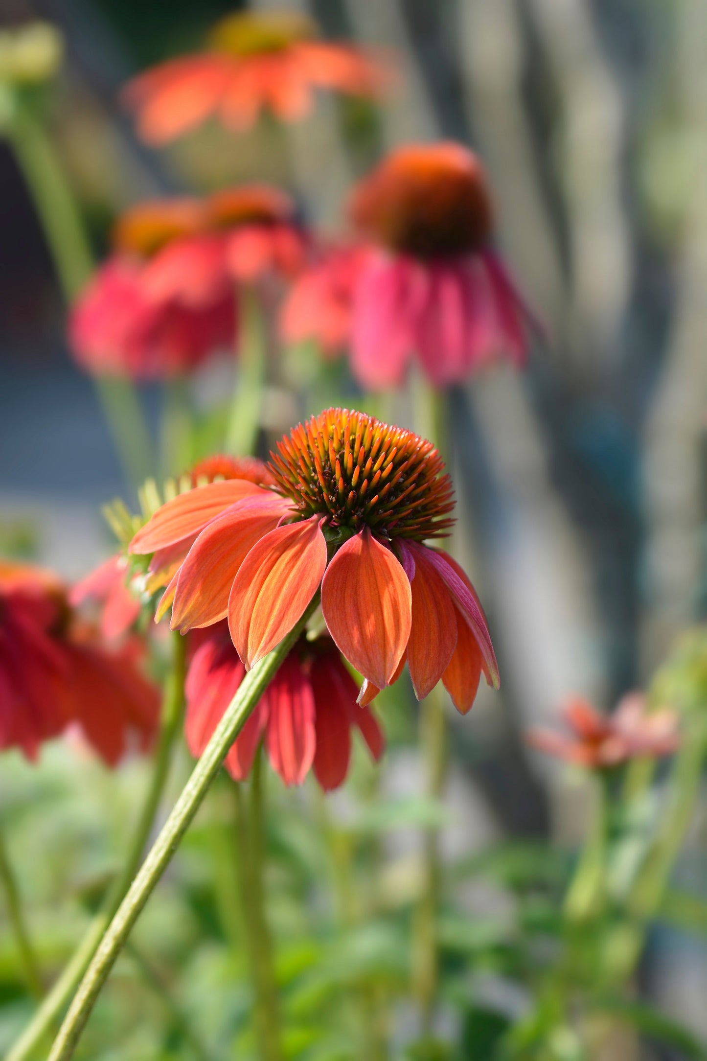 25 CHEYENNE SPIRIT CONEFLOWER Echinacea Orange Red Yellow Purple Pink White Herb Flower Seeds