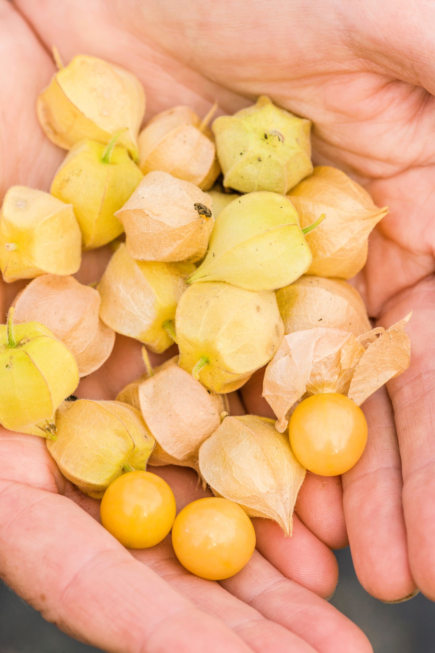 200 Organic GROUND CHERRY Physalis Pruinosa ( Golden Strawberry / Chinese Lantern ) Vegetable Seeds