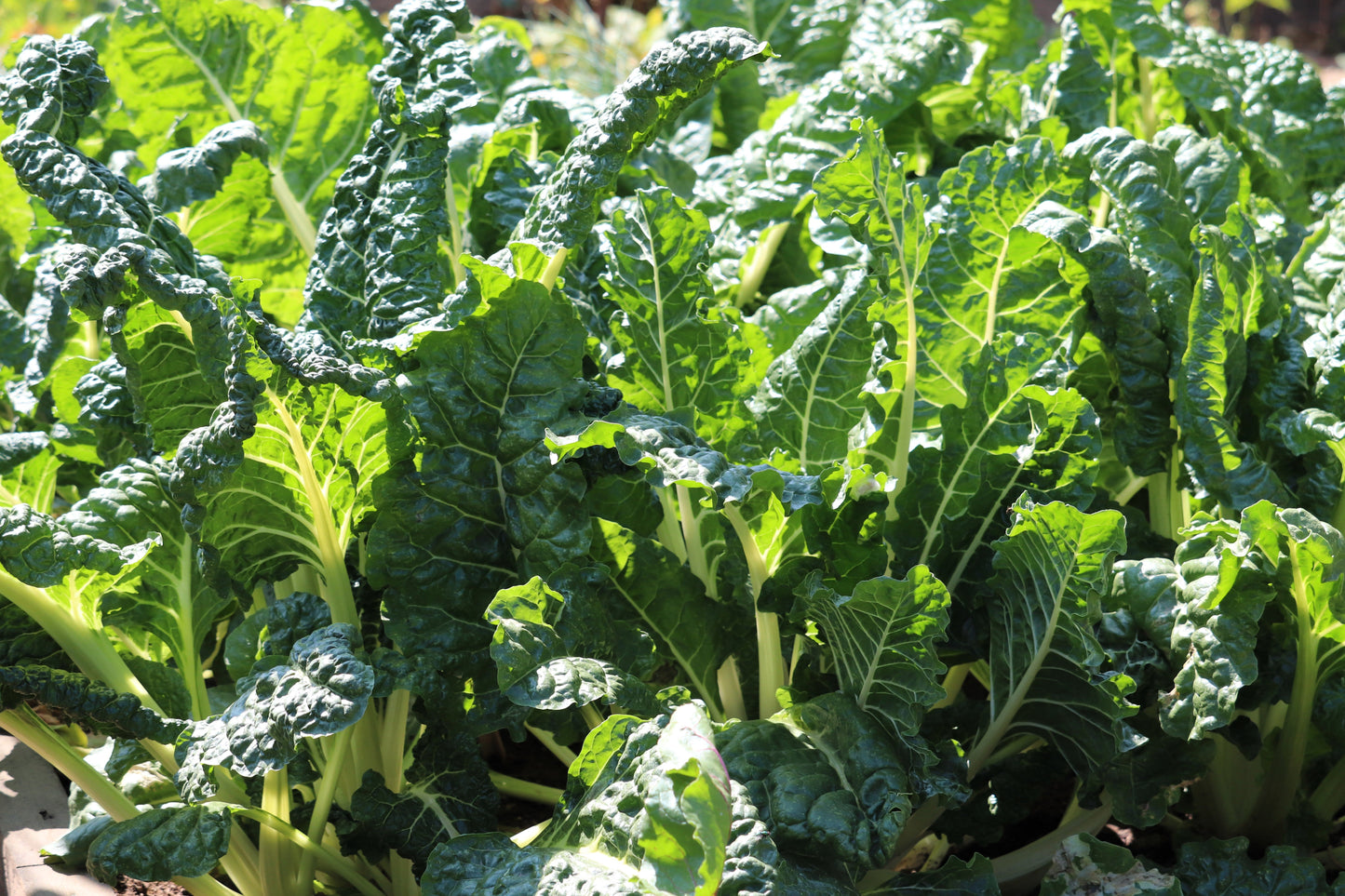 300 FORDHOOK GIANT SWISS CHARD (Perpetual Spinach) Beta Vulgaris Cicla Vegetable Seeds