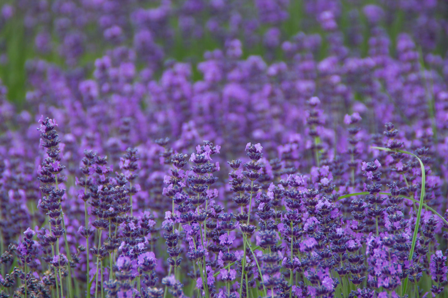 500 True ENGLISH LAVENDER VERA Lavandula Angustifolia Vera Herb Purple Flower Seeds
