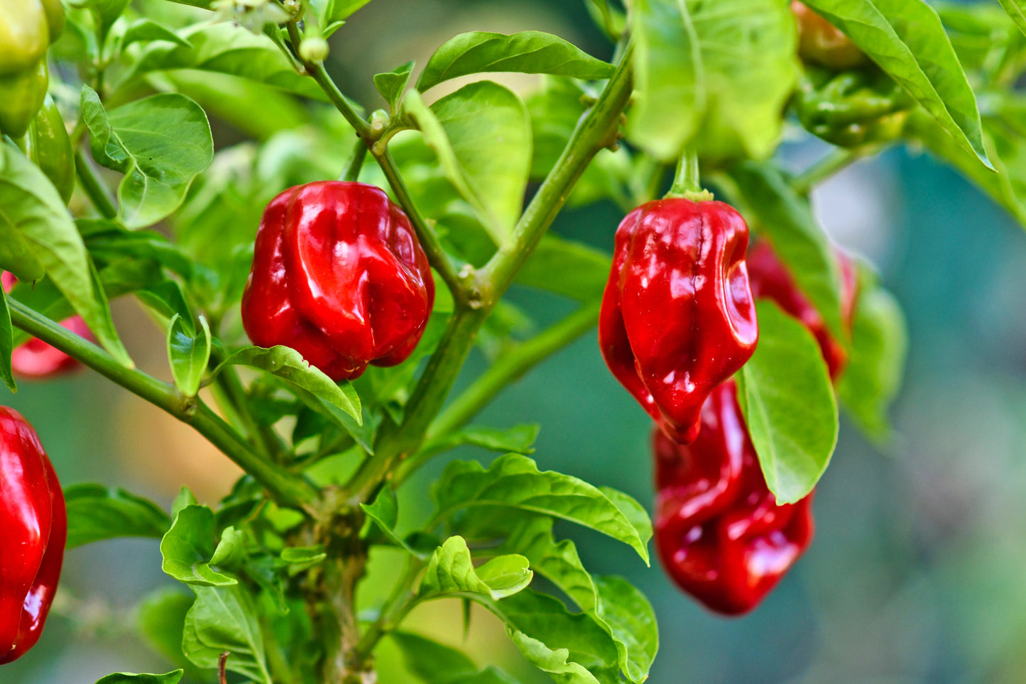 50 Hot RED HABANERO PEPPER Capsicum Chinense Vegetable Seeds