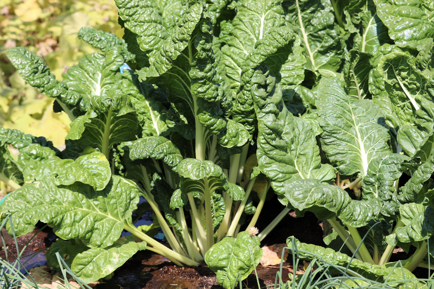 300 FORDHOOK GIANT SWISS CHARD (Perpetual Spinach) Beta Vulgaris Cicla Vegetable Seeds