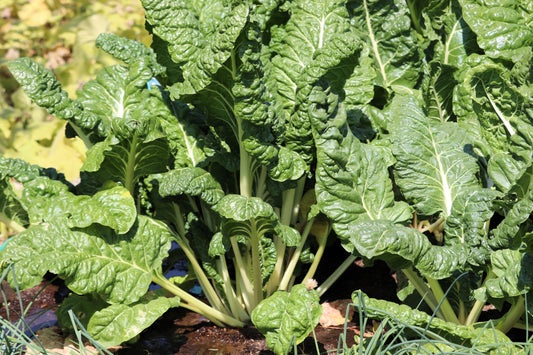 300 FORDHOOK GIANT SWISS CHARD (Perpetual Spinach) Beta Vulgaris Cicla Vegetable Seeds