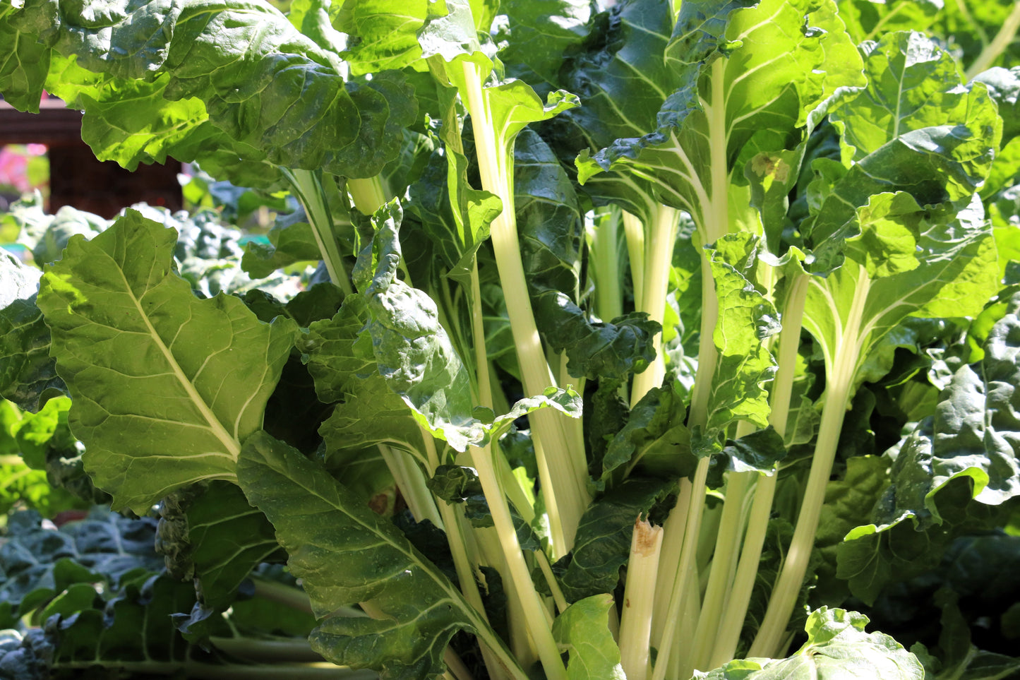 300 FORDHOOK GIANT SWISS CHARD (Perpetual Spinach) Beta Vulgaris Cicla Vegetable Seeds