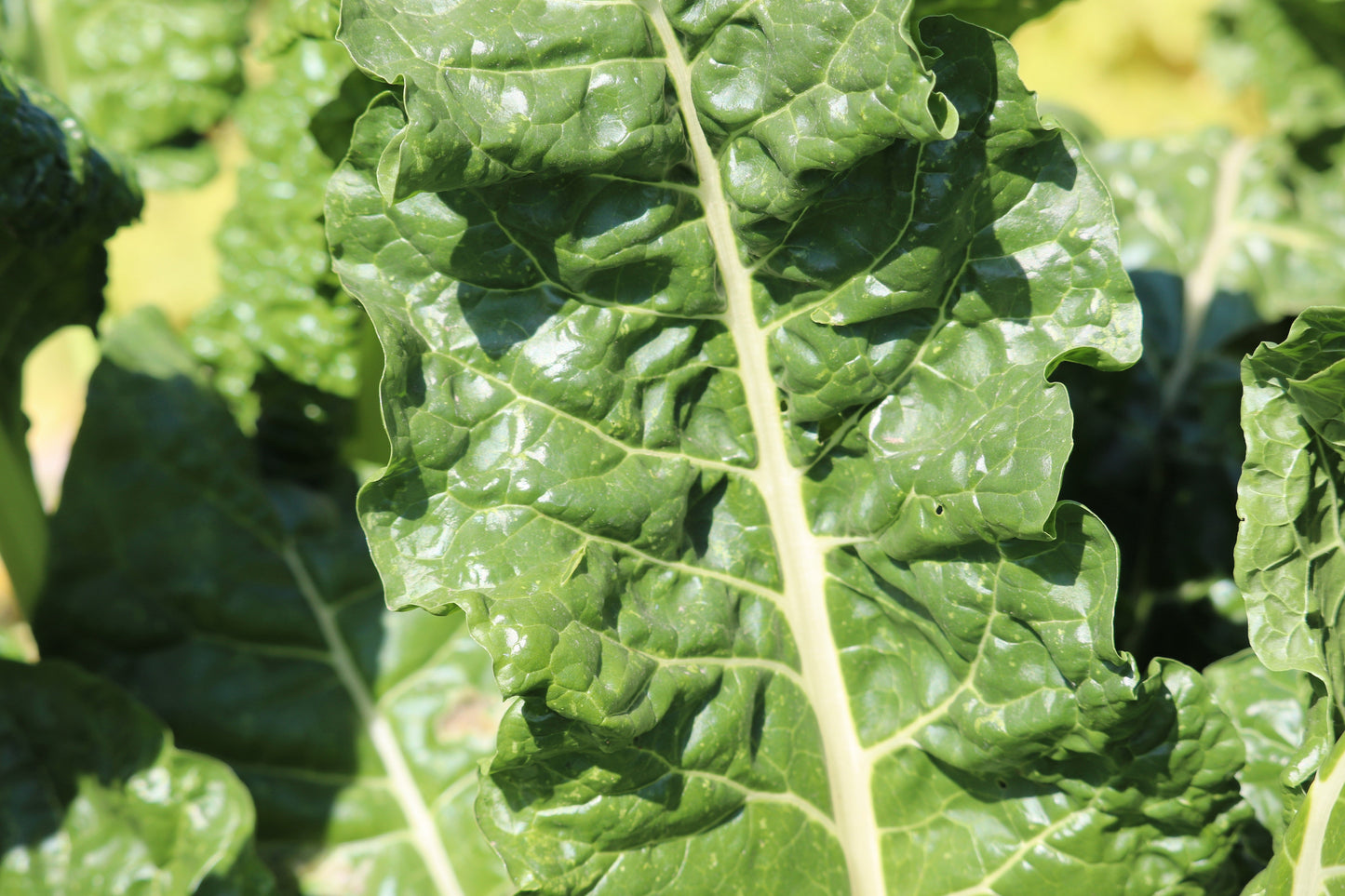 300 FORDHOOK GIANT SWISS CHARD (Perpetual Spinach) Beta Vulgaris Cicla Vegetable Seeds