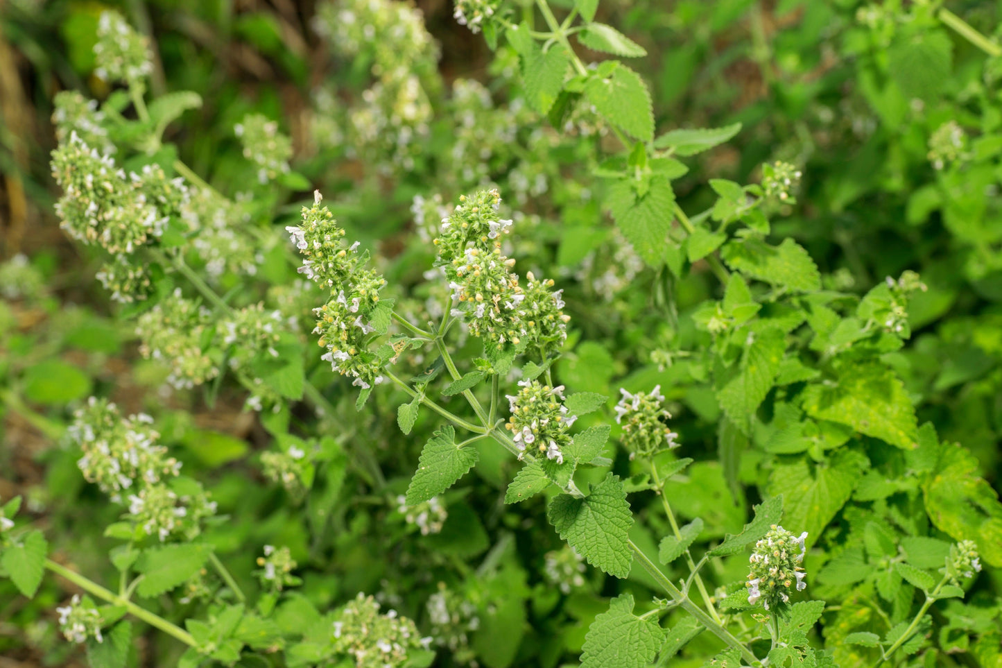 200 Lemon LEMONY CATNIP Nepeta Cataria Citriodora Herb Flower Seeds