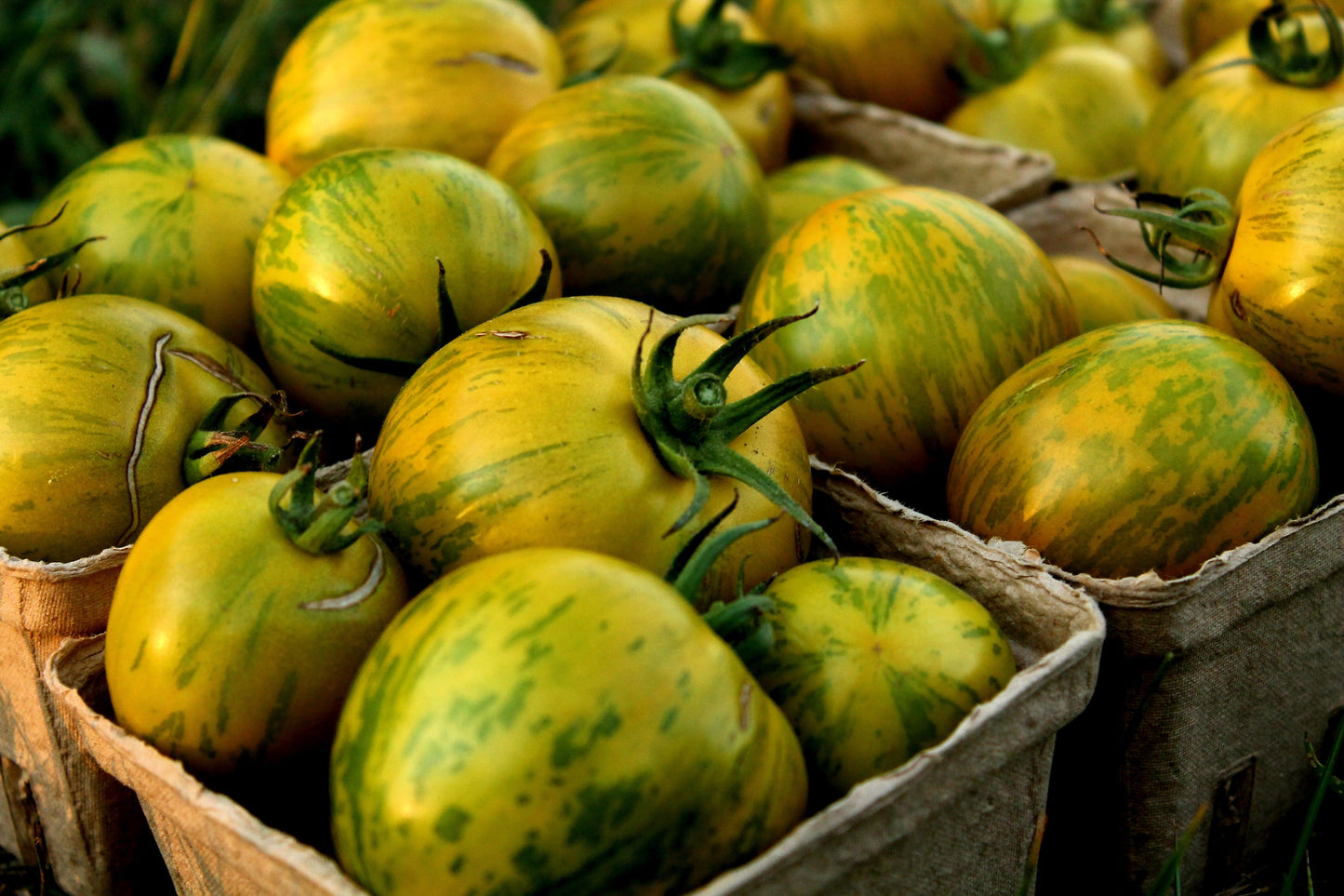 50 GREEN ZEBRA TOMATO Striped Lycopersicon Fruit Vegetable Seeds
