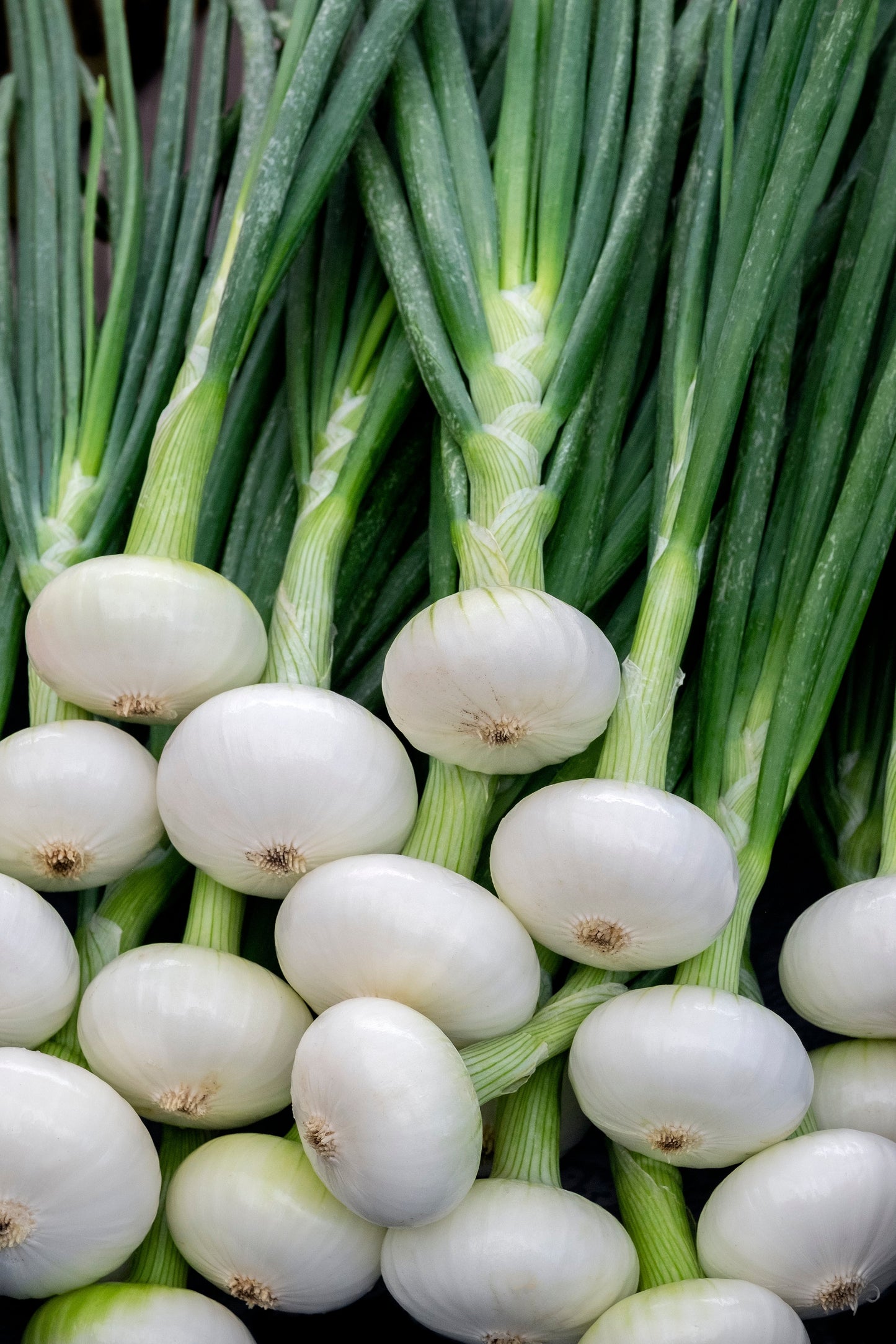 500 Sweet WHITE SPANISH ONION Allium Cepa Vegetable Seeds