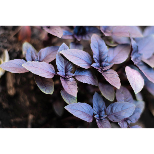 200 Purple Krishna Tulsi HOLY BASIL Ocimum Sanctum Tenuiflorum Herb Flower Seeds
