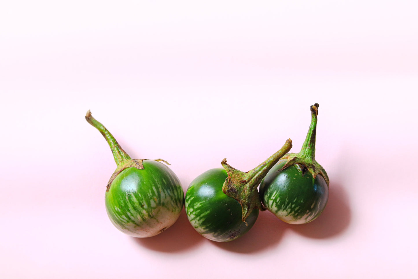 10 KERMIT EGGPLANT Green White Thai Solanum Melongena Fruit Vegetable Seeds