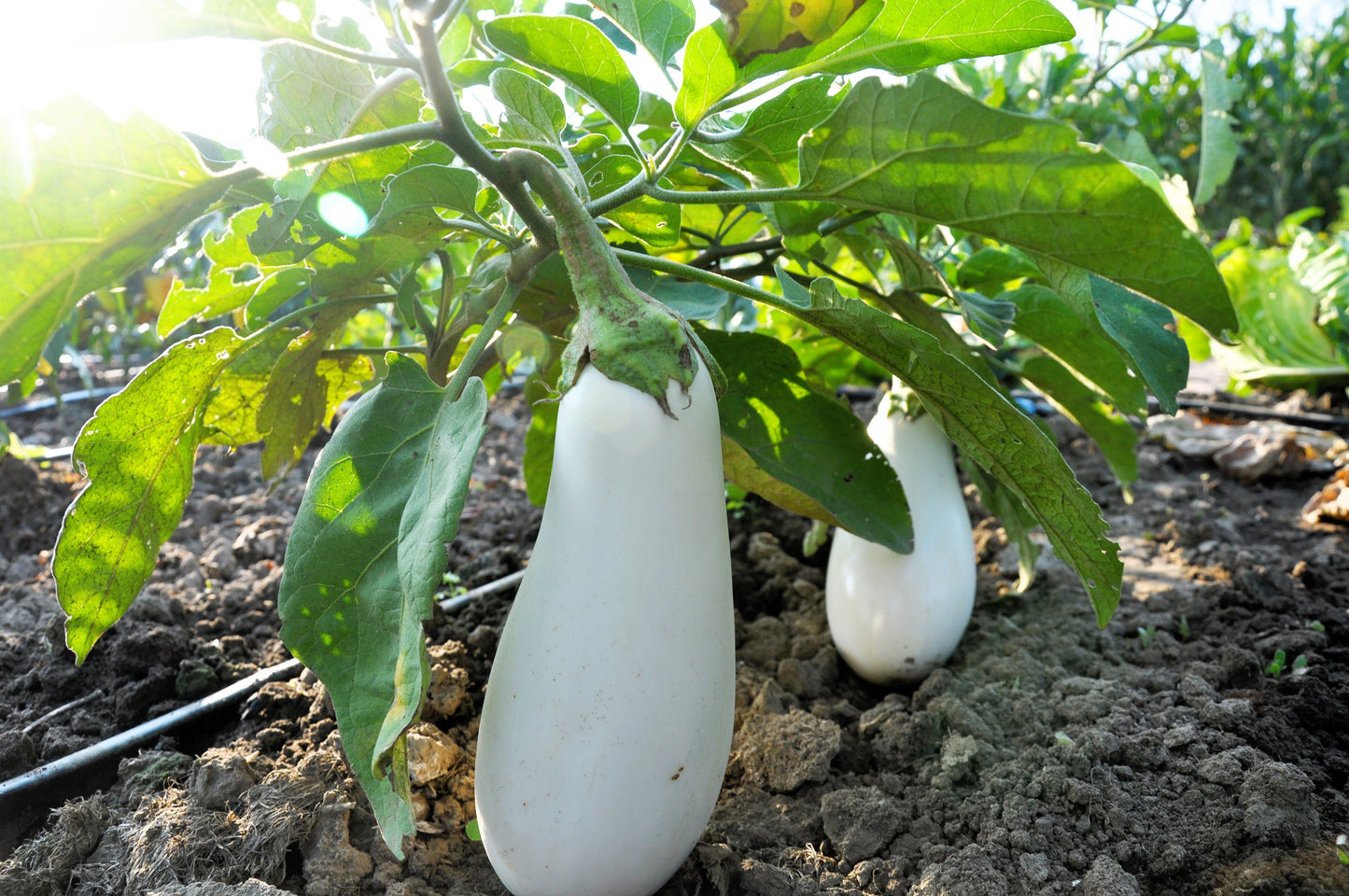 50 CASPER WHITE EGGPLANT Solanum Melongena Fruit / Vegetable Seeds