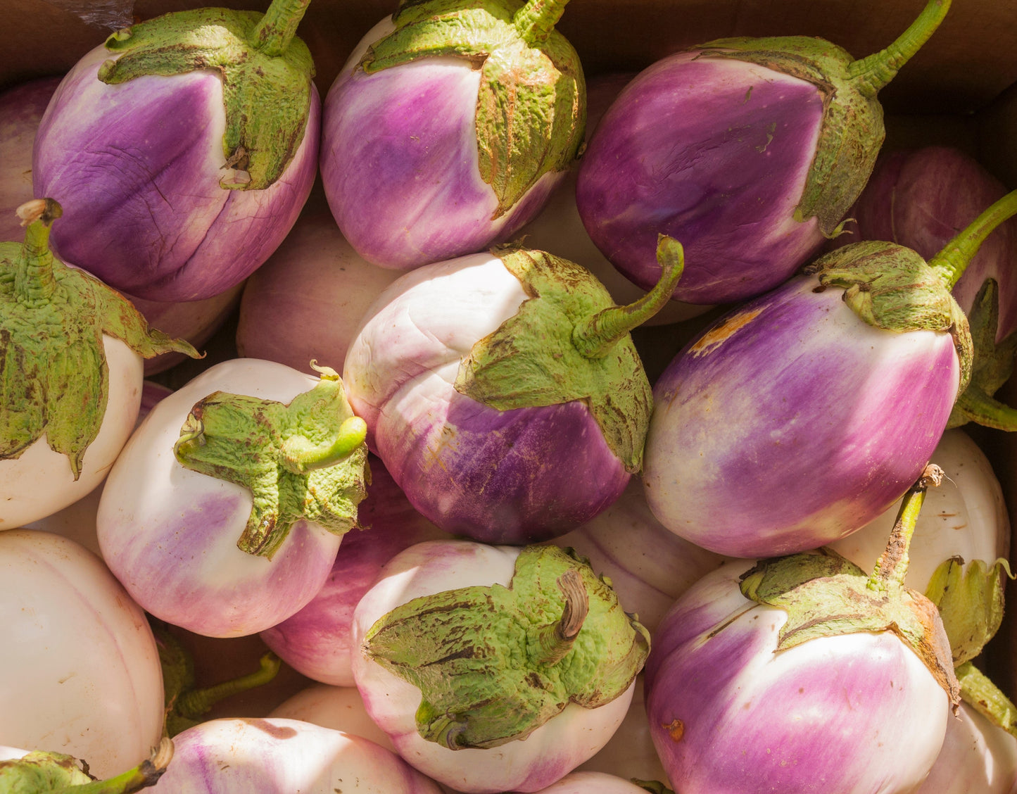 50 Organic Italian EGGPLANT ROSA BIANCA Solanum Melongena Esculentum Vegetable Seeds