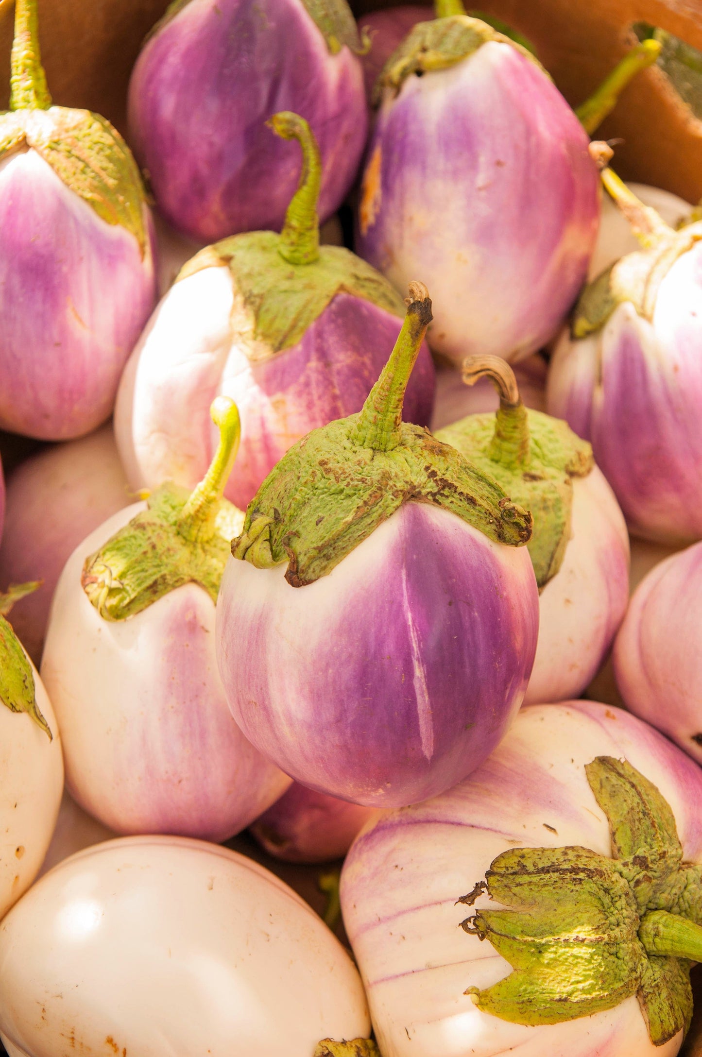 50 Organic Italian EGGPLANT ROSA BIANCA Solanum Melongena Esculentum Vegetable Seeds