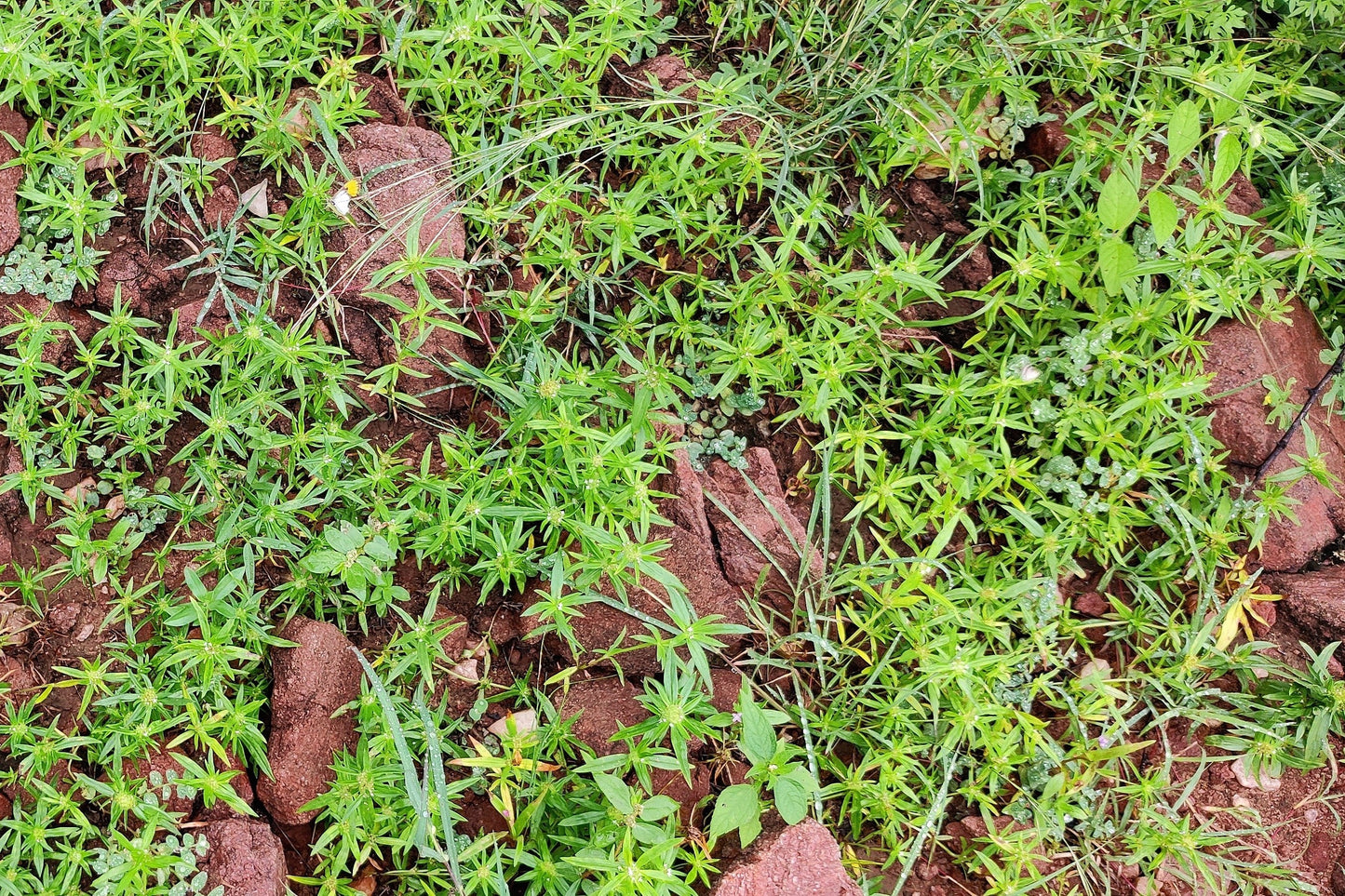 75 SALTWORT Okahijiki Japanese Greens Salsola Komarovii Leaf Vegetable Seeds