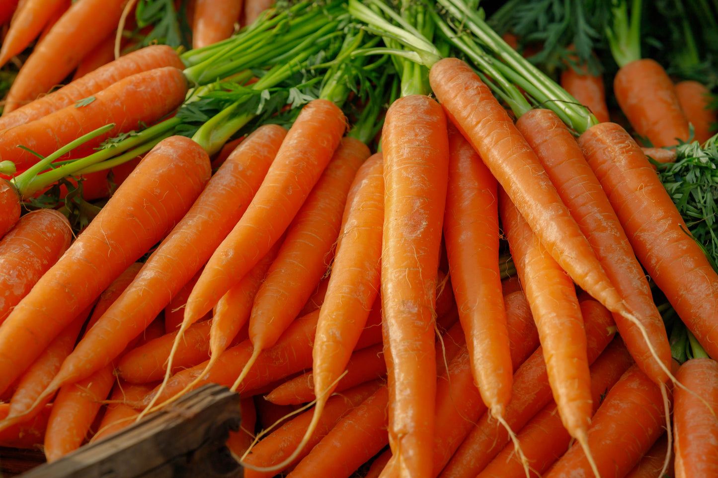 1500 TENDERSWEET CARROT Deep Orange Red Daucus Carota Vegetable Seeds