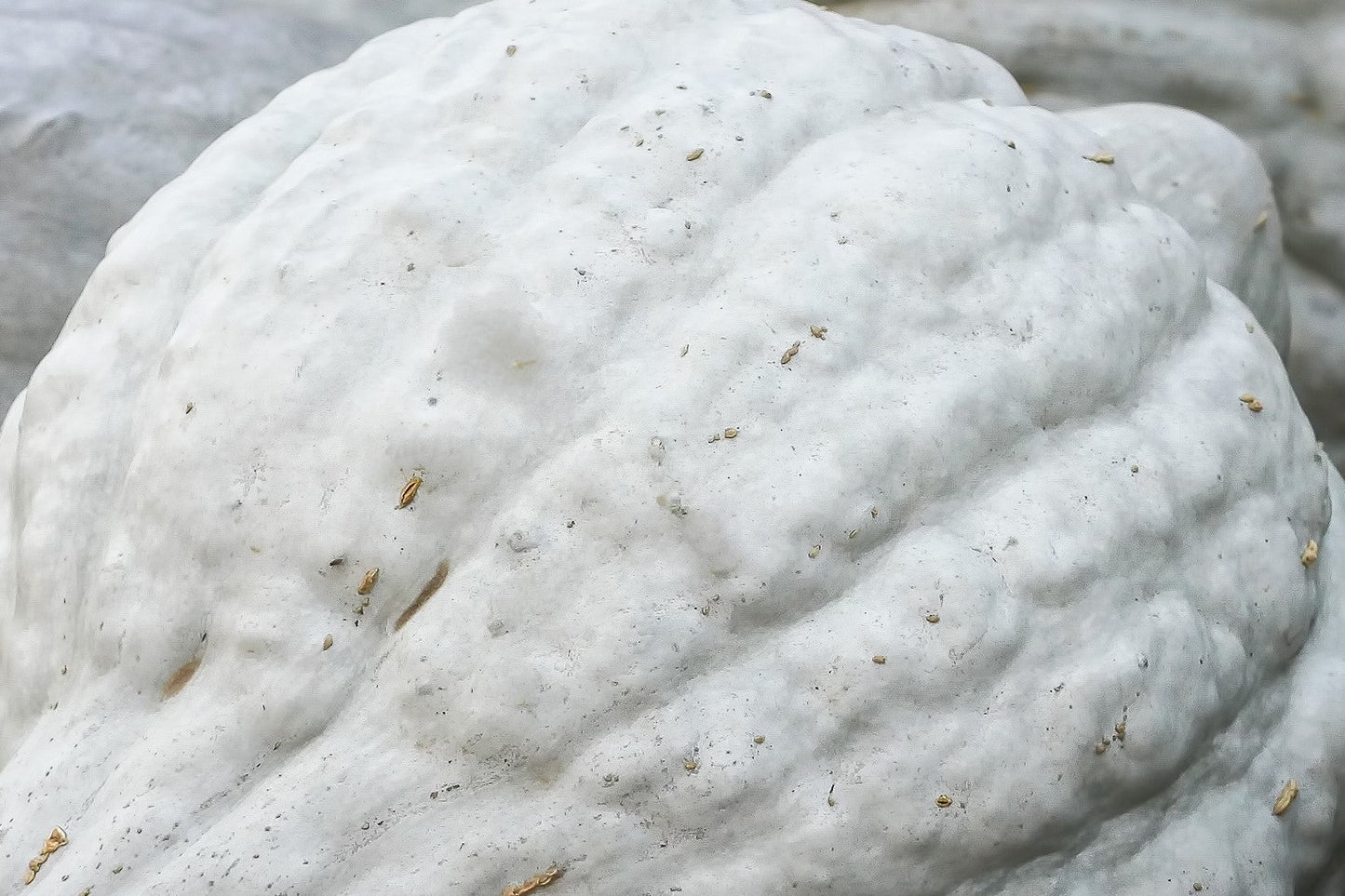 30 BLUE HUBBARD SQUASH New England Buttercup Cucurbita Pepo Vegetable Seeds