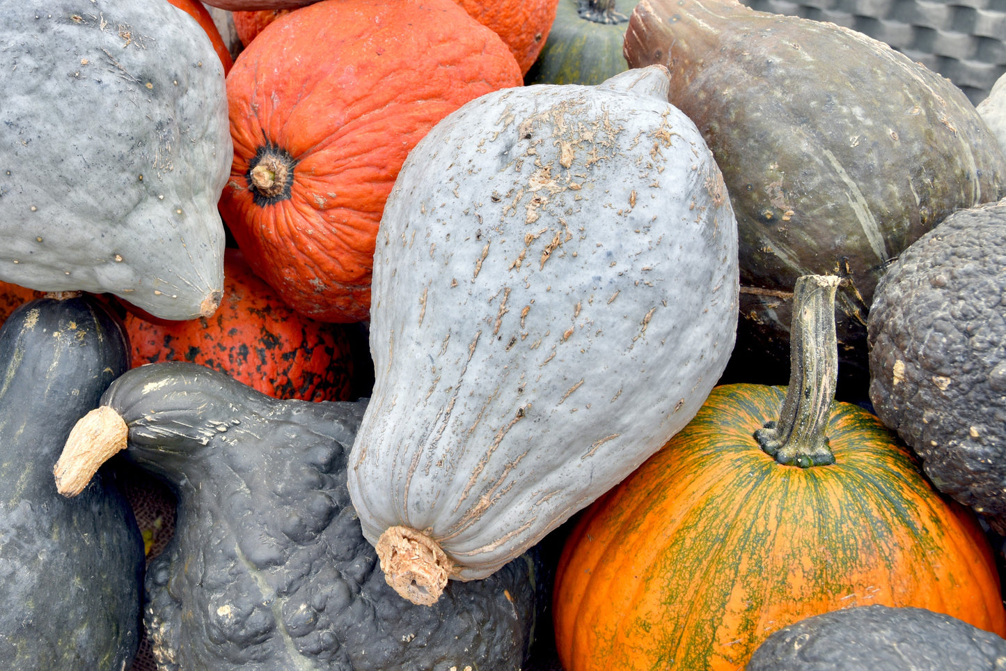30 BLUE HUBBARD SQUASH New England Buttercup Cucurbita Pepo Vegetable Seeds
