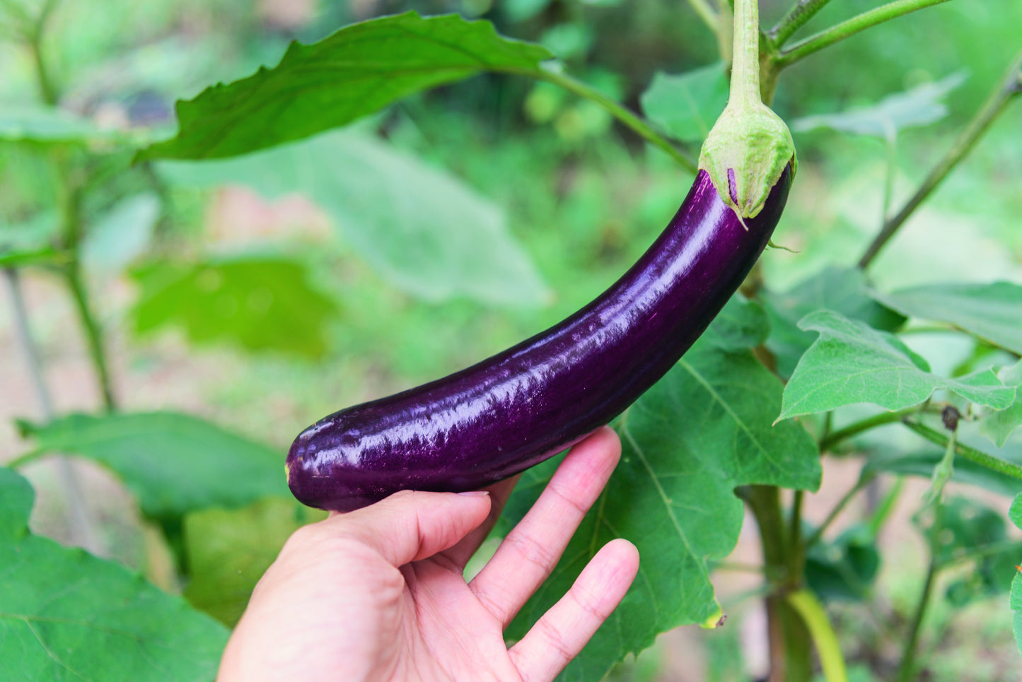 1000 LONG PURPLE EGGPLANT Solanum Melongena Esculentum Vegetable Seeds