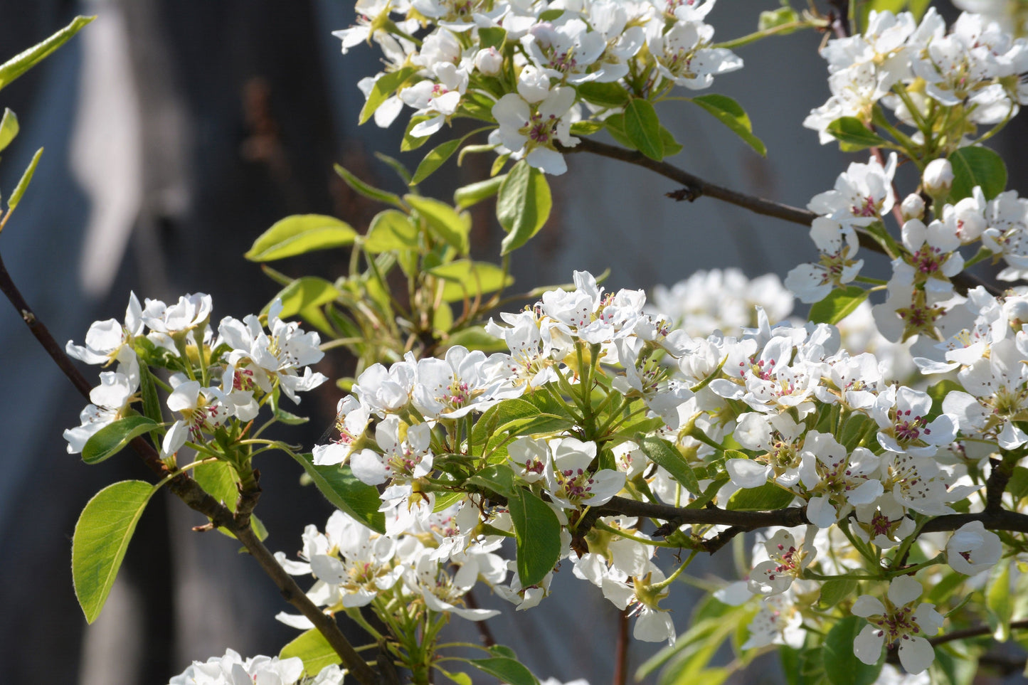 20 SASKATOON SERVICEBERRY aka Western, Pacific, Juneberry, Shadbush Amelanchier Alnifolia Native Edible Purple Berry Fruit White Flower Shrub Seeds