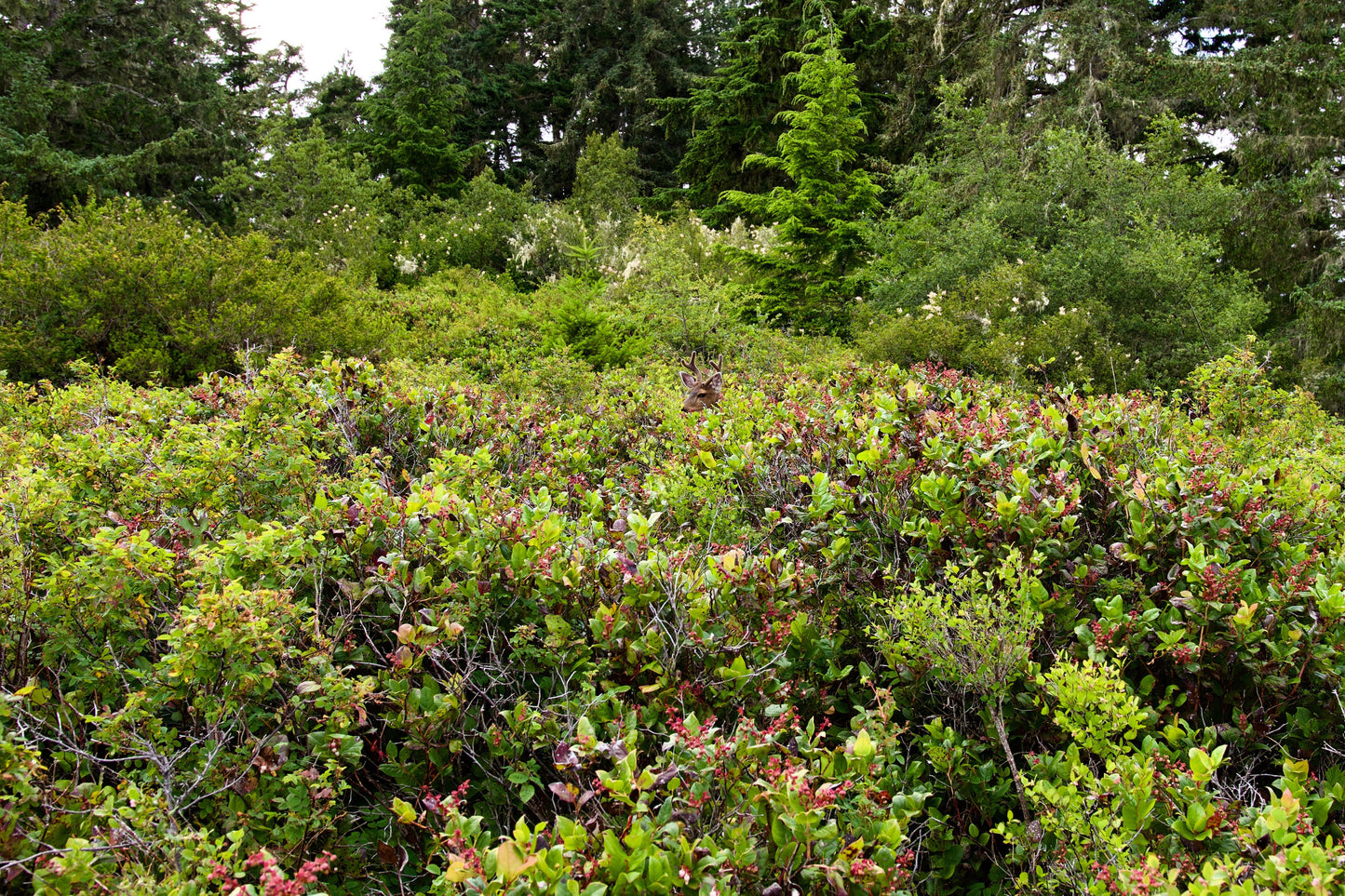 40 SALAL BERRY Gaultheria Shallon Pink White Flowers Blue Fruit Shrub Seeds