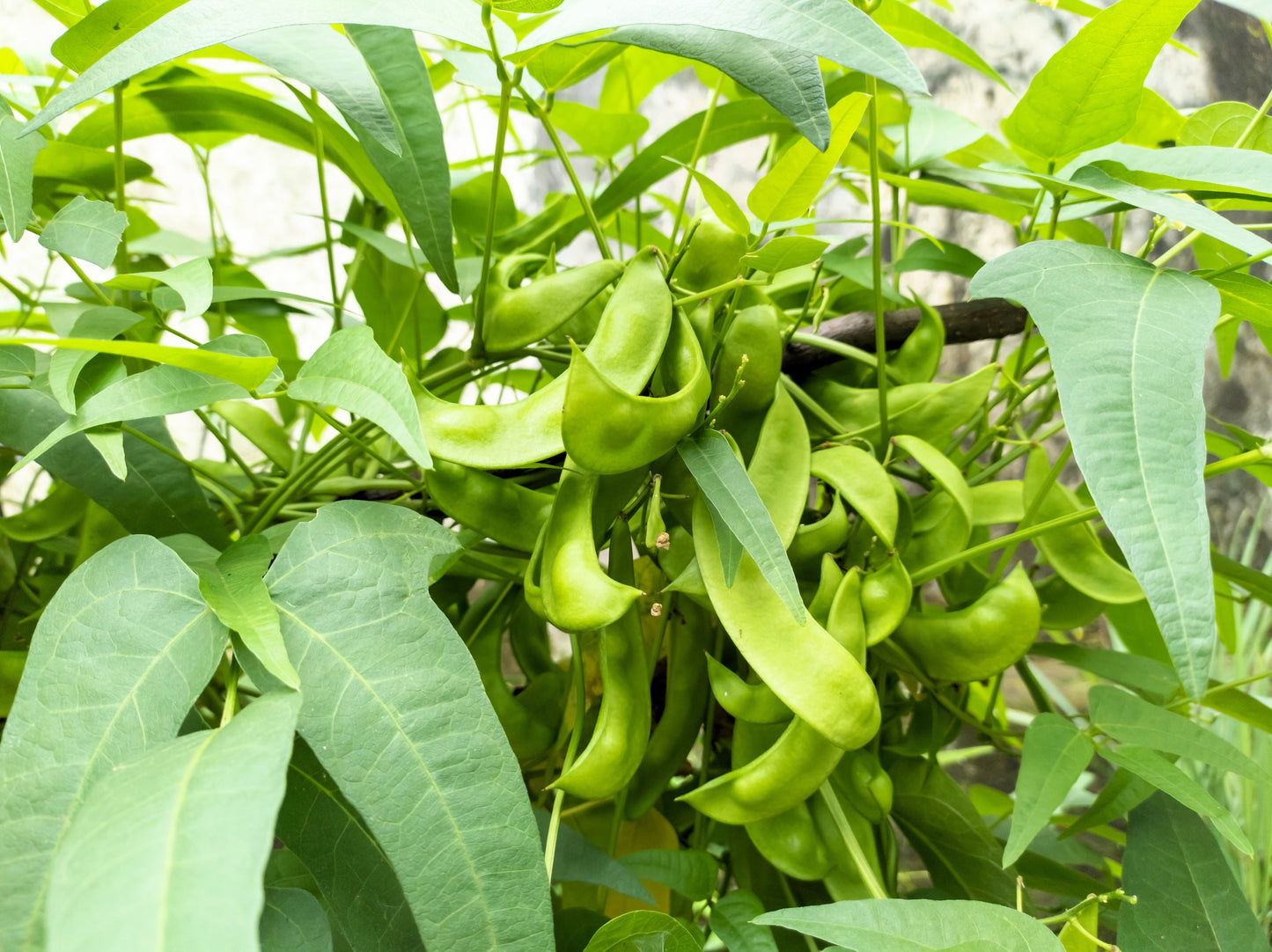 15 CHRISTMAS LIMA BEAN Calico Chestnut Phaseolus Lunatus Legume Vegetable Seeds