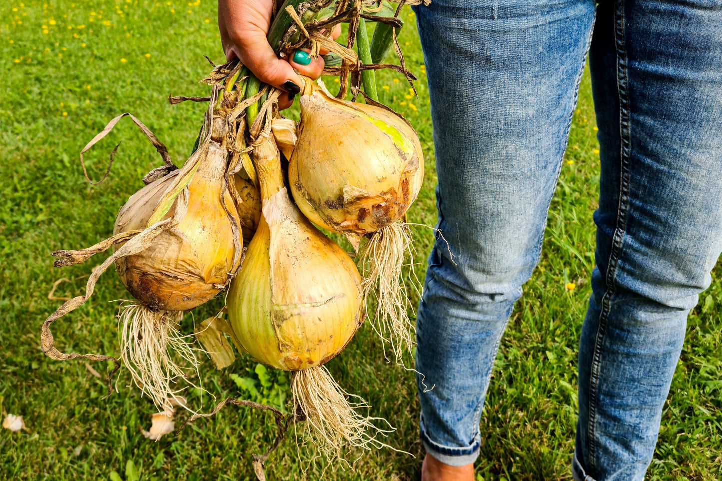 250 Sweet WALLA WALLA ONION Allium Cepa Vegetable Seeds