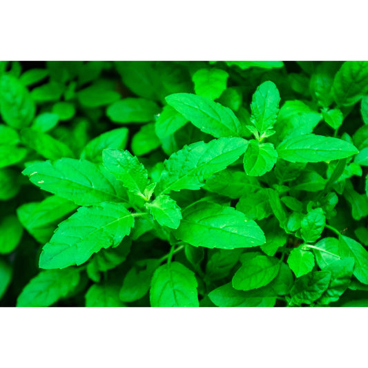 500 CLOVE BASIL Ocimum Basilicum Herb Flower Seeds