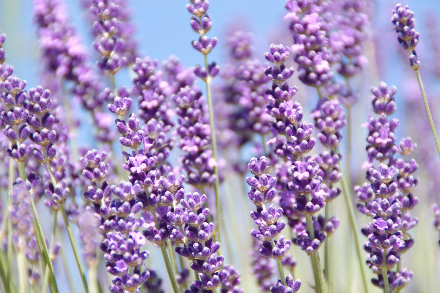 500 True ENGLISH LAVENDER VERA Lavandula Angustifolia Vera Herb Purple Flower Seeds