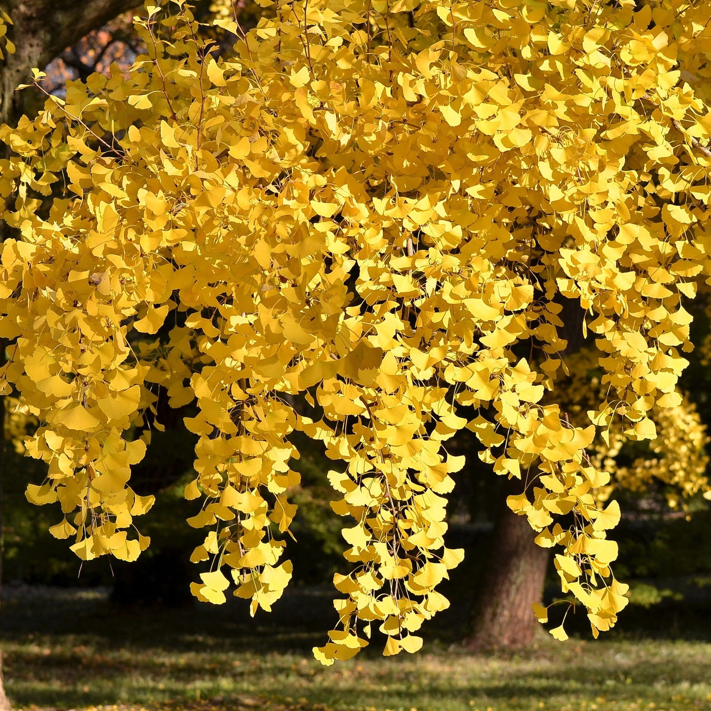 10 GINKGO BILOBA Maidenhair Tree Yellow Fall Orange "Fruit" Herb Seeds
