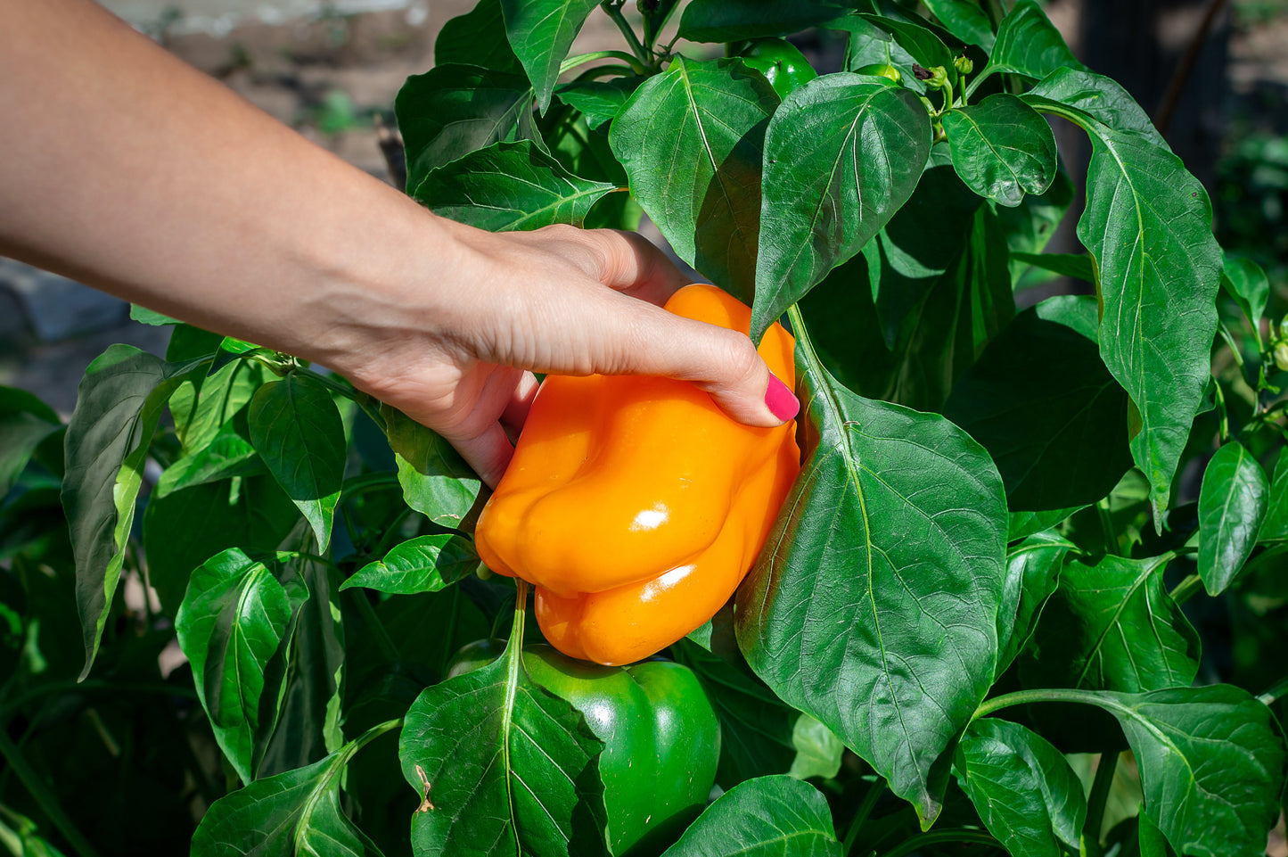 100 ORANGE King BELL PEPPER Sweet Capsicum Annuum Vegetable Seeds