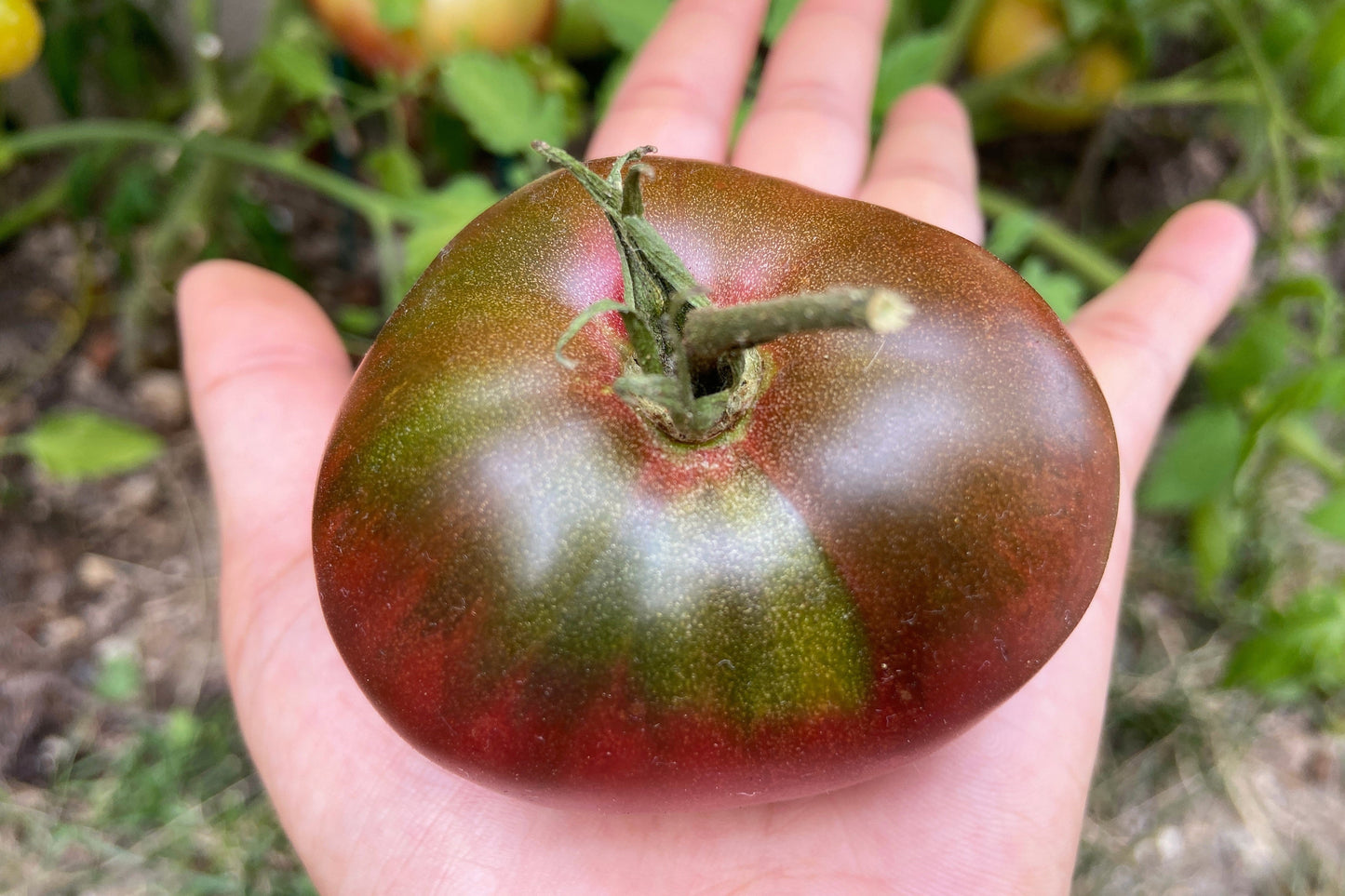 100 Organic PURPLE CHEROKEE TOMATO Lycopersicon Lycopersicum Fruit Vegetable Seeds