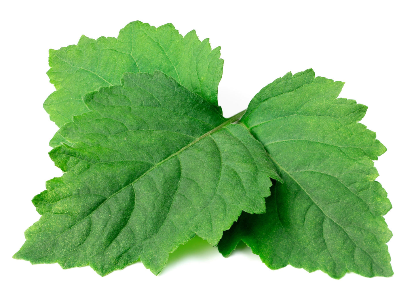 5 TRUE PATCHOULI SHRUB Fragrant Patchouly Pogostemon Cablin Herb Seeds