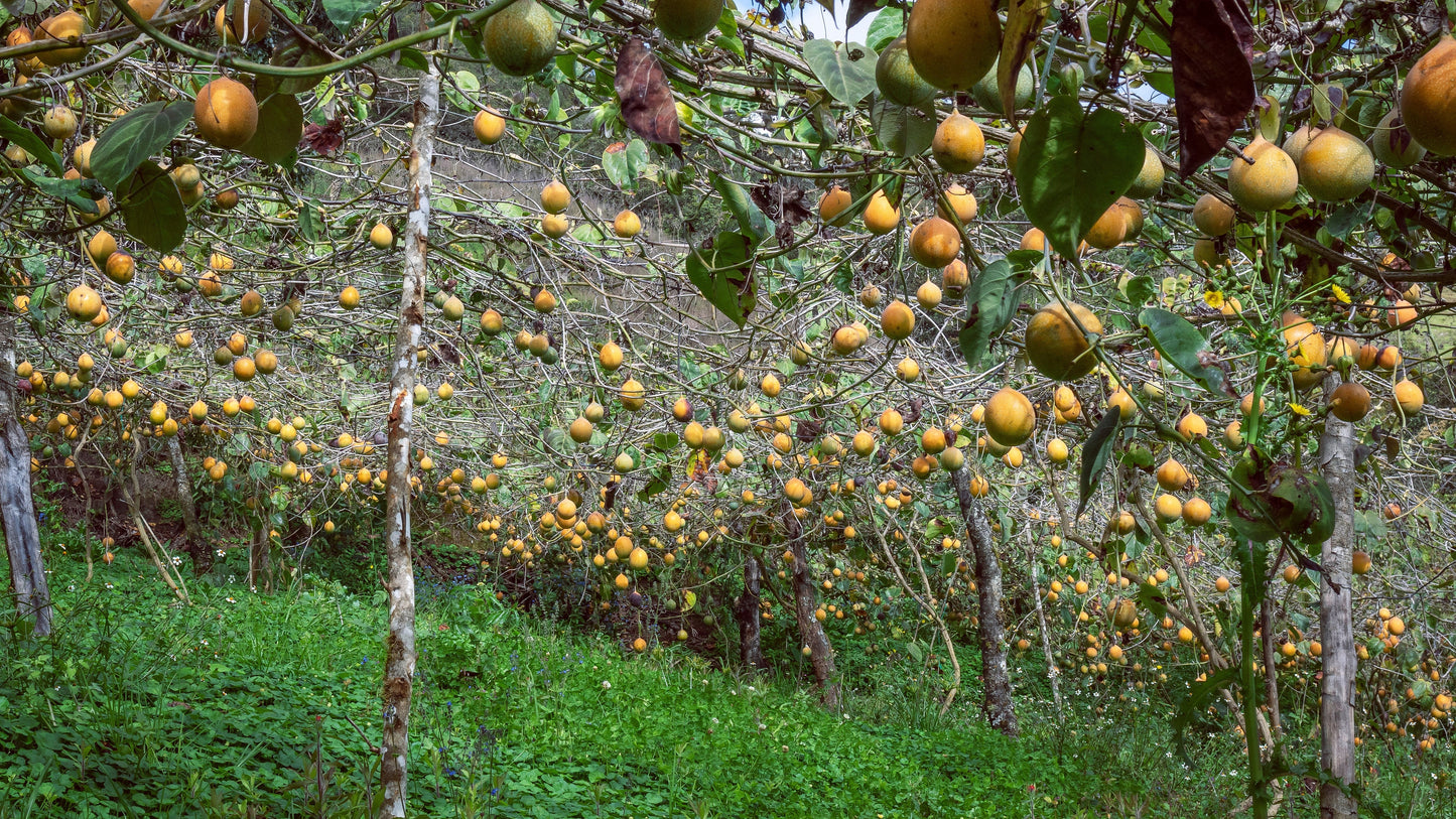10 SWEET GRANADILLA Yellow Passionfruit Grenadia Sugar Fruit Passiflora Ligularis Huge Purple & White Flower Yellow Orange Fruit Vine Seeds
