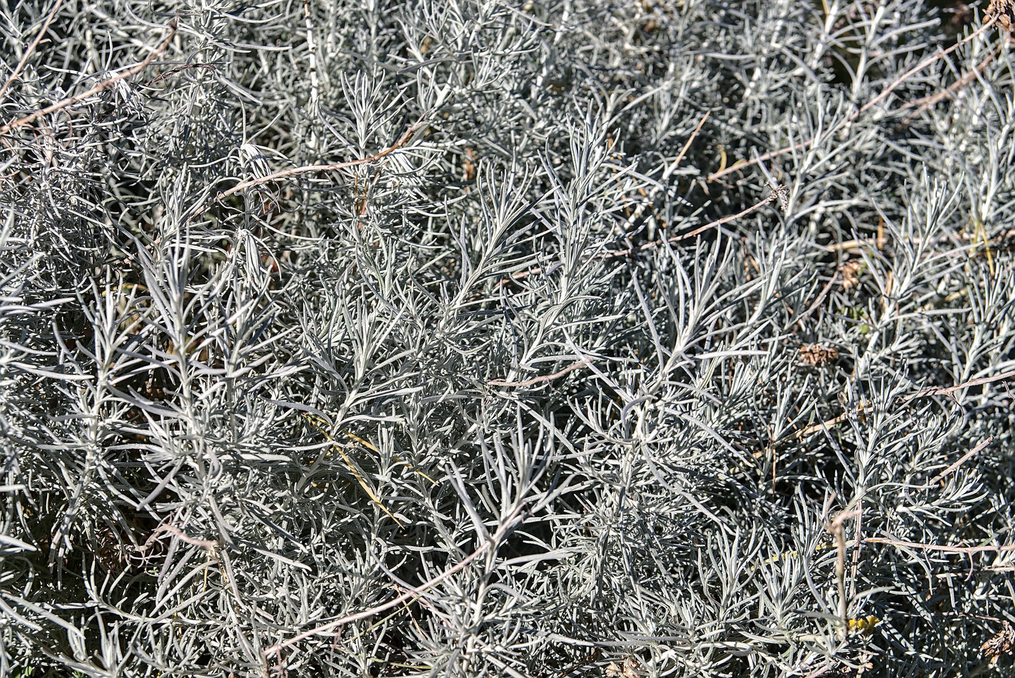 100 SILVER SAGEBRUSH Artemisia Cana Dwarf Sagebrush Silver Wormwood Herb Flower Seeds