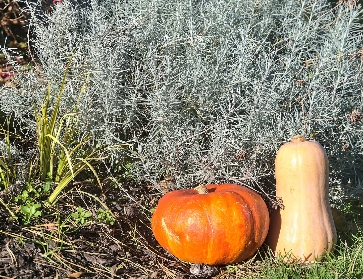 100 SILVER SAGEBRUSH Artemisia Cana Dwarf Sagebrush Silver Wormwood Herb Flower Seeds