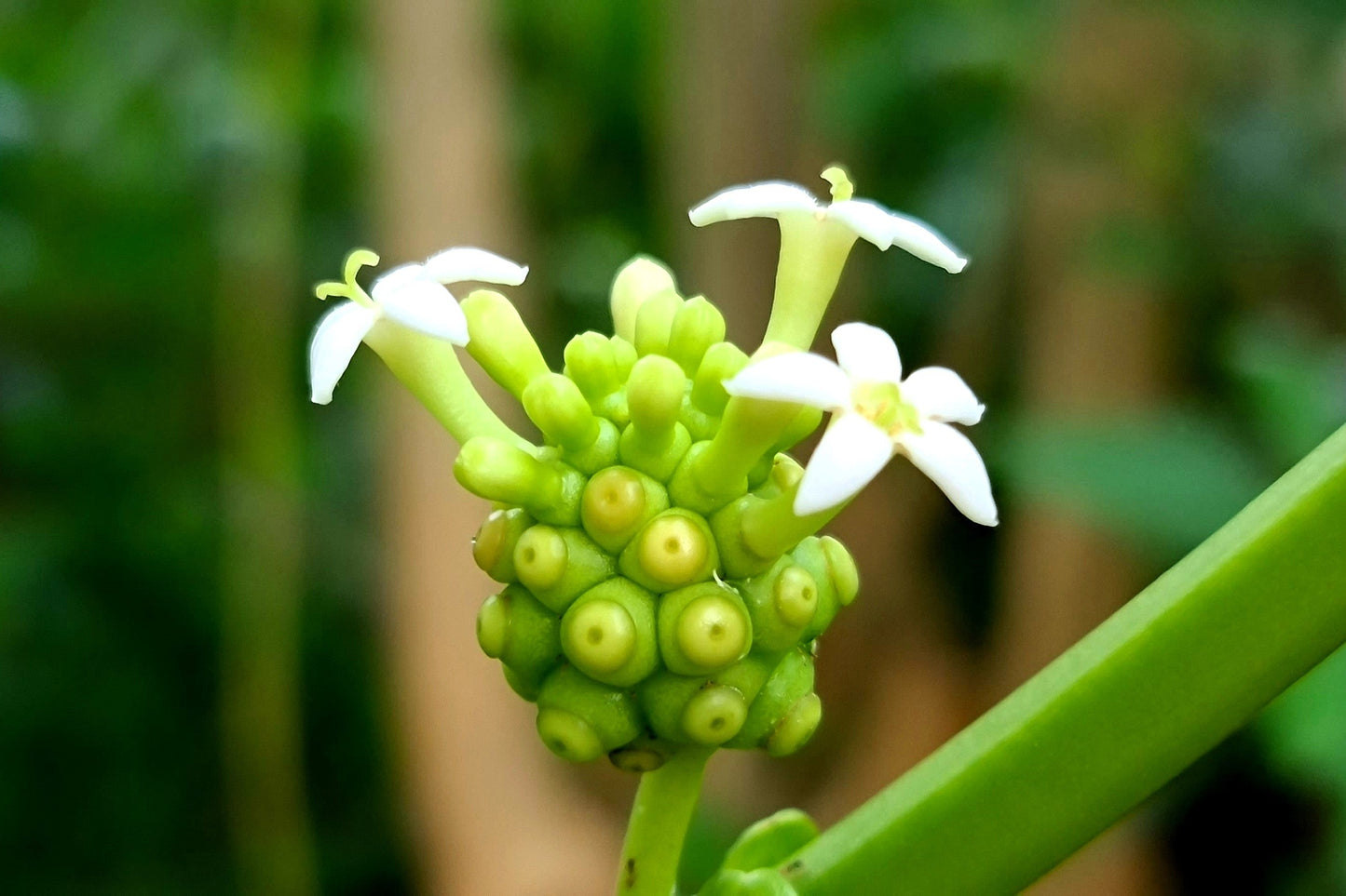 20 NONI Cheese Fruit Great Morinda Citrifolia Indian Beach Mulberry Shrub Tree Seeds