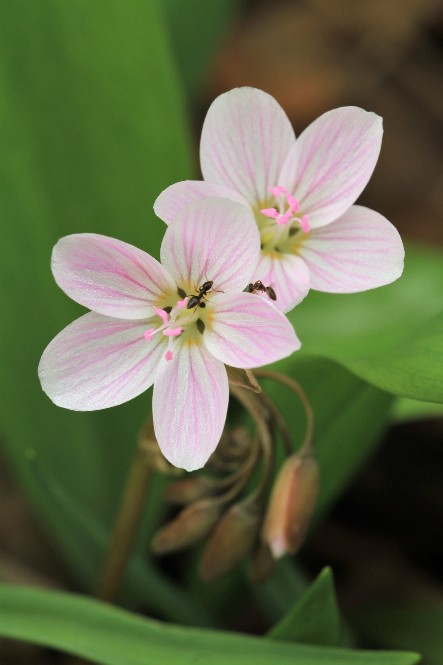 20 VIRGINIA SPRING BEAUTY Claytonia Virginica Eastern Fairy Pink Striped Native Grass Shade Flower Herb Seeds
