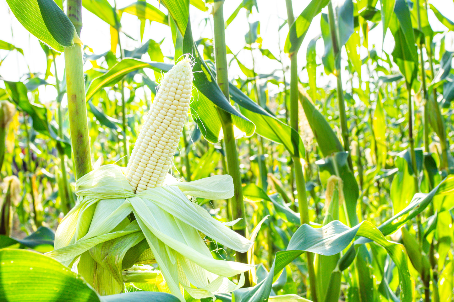 100 Country GENTLEMAN WHITE CORN Sweet Heirloom Zea Mays Vegetable Seeds