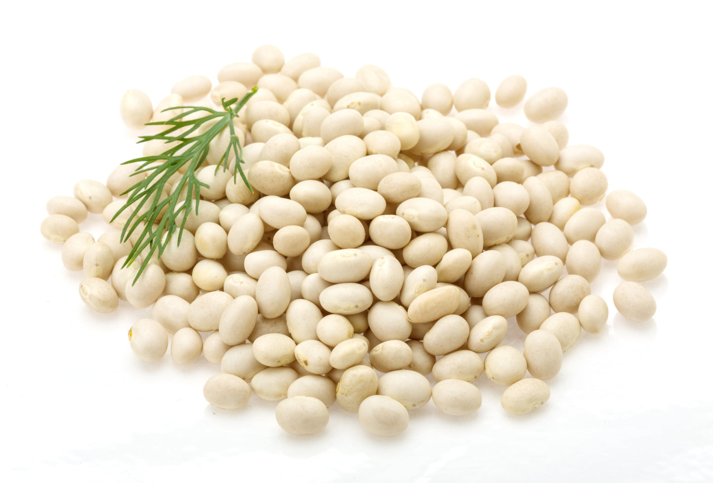 50 White GREAT NORTHERN BEAN Bush Phaseolus Vulgaris Vegetable Seeds